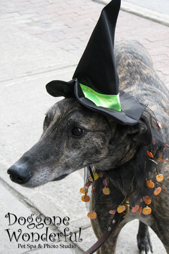 Frightfully Fun 2010: Greyhound Witch