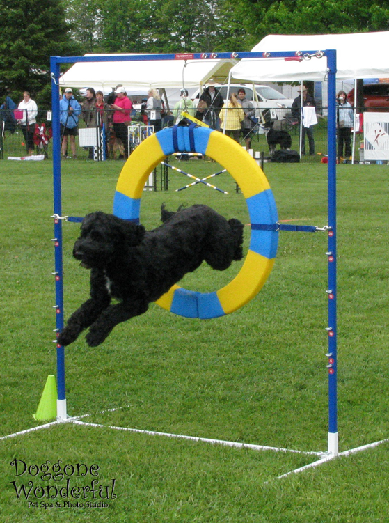 Agility: Ring